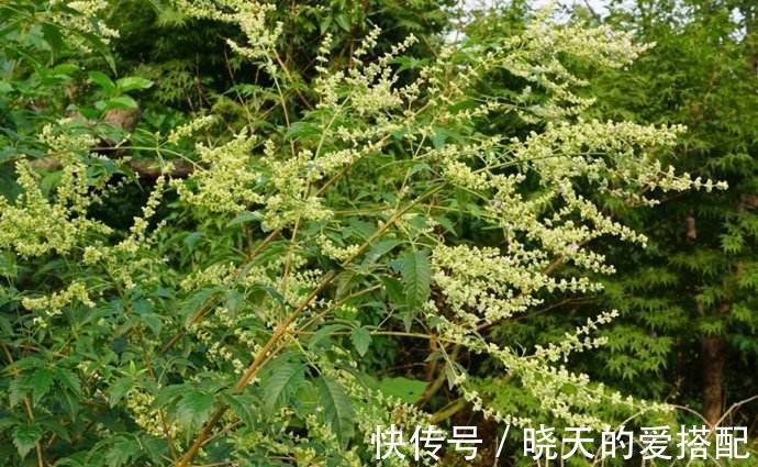 黄金|乡村一野草被人称为黄金，小时候砍当柴烧，却不知药用价值高