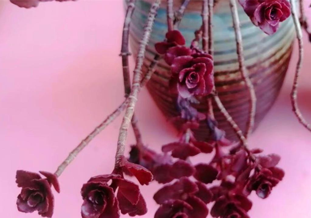 秋丽|如果给多肉开场夏季运动会,选这些品种当冠军,肉友们同意吗