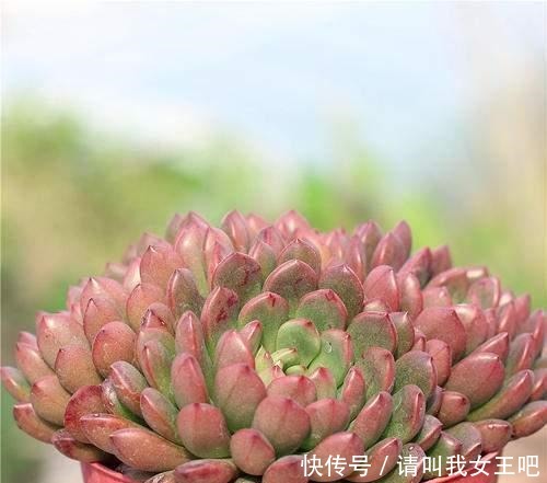 最美多肉排行榜,这6种盆盆都好看,说啥都得养一盆!