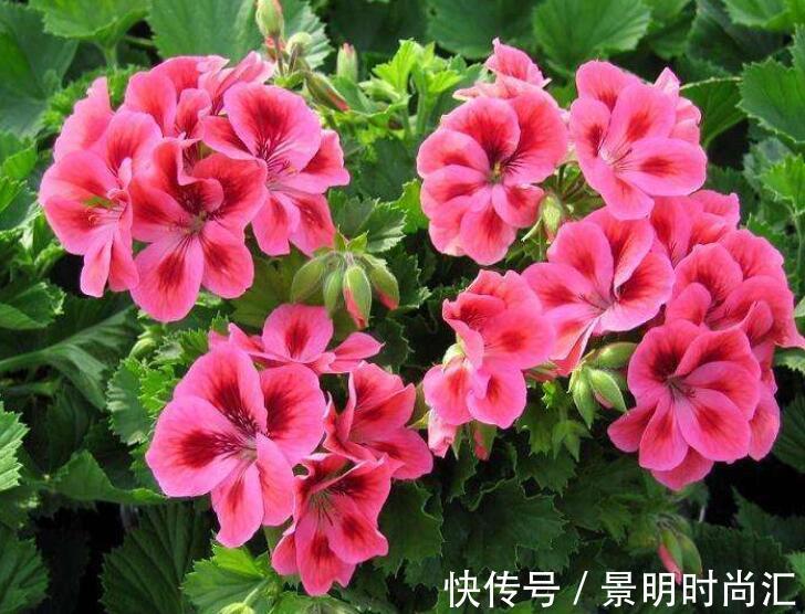 喜欢在家中养花,就要选择几种花色娇艳,花大漂亮好养的花