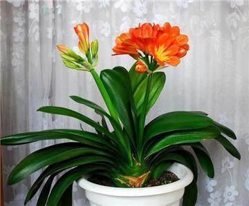 专业应对君子兰夹箭技巧，3天抽箭开花，简单粗暴又有效