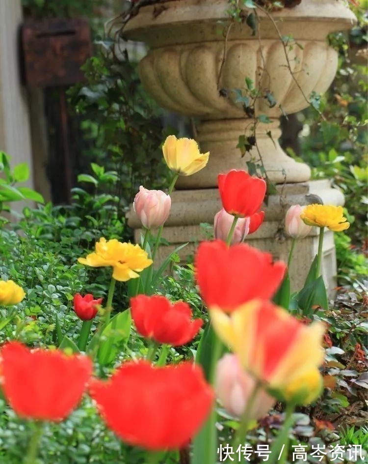 小区|坐拥270㎡大院子,她如何用五年时间,打造成了全小区最美的花园