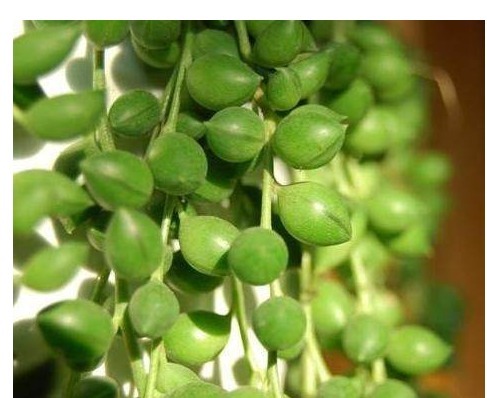 它们都叫吊兰,但是比吊兰好看一百倍,是垂吊观花赏叶的佳品