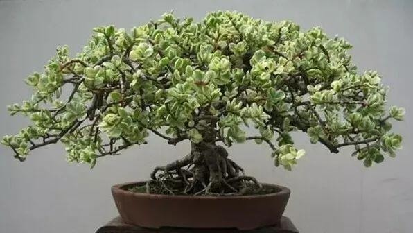 新手必入！！越养越值钱的花卉盆栽！十分常见！好养，观赏性强！