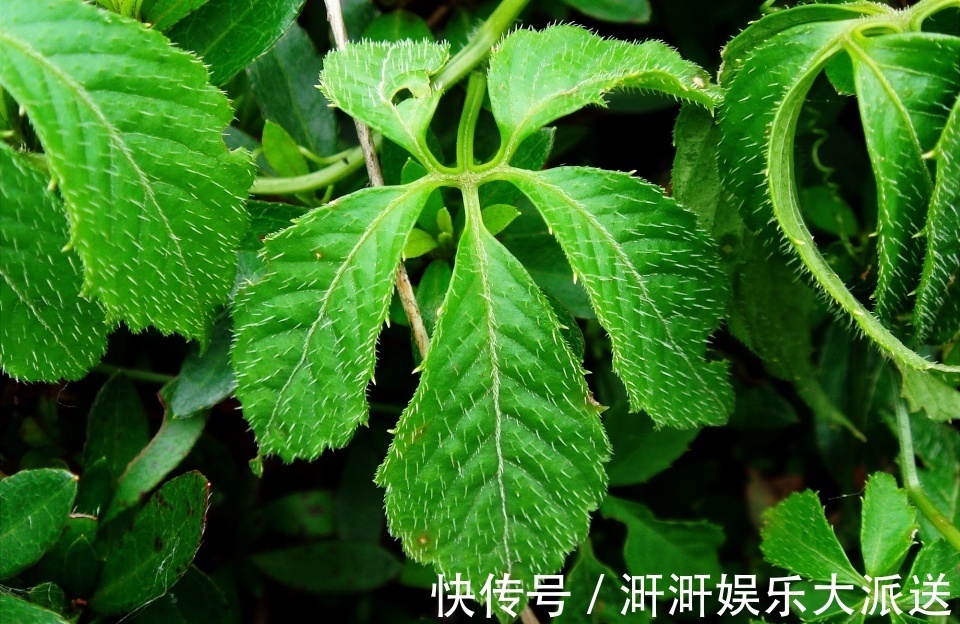 绞股蓝|这野草满身是刺,价值如同人参,人称“南方人参”,降压有好处