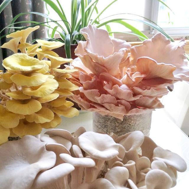 盆栽|家里不养花,不如种“蘑菇”,做成盆景特漂亮,一年能摘几十斤