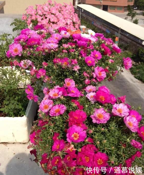 长势|咋“折腾”都不死的4种花,越修剪越旺,很难养死