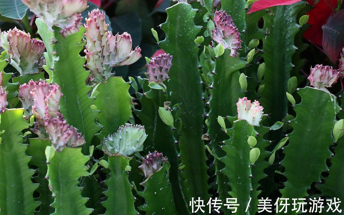 发现邻居大妈的多肉,那叫一个“美”,原来冬季不浇这“5种水”