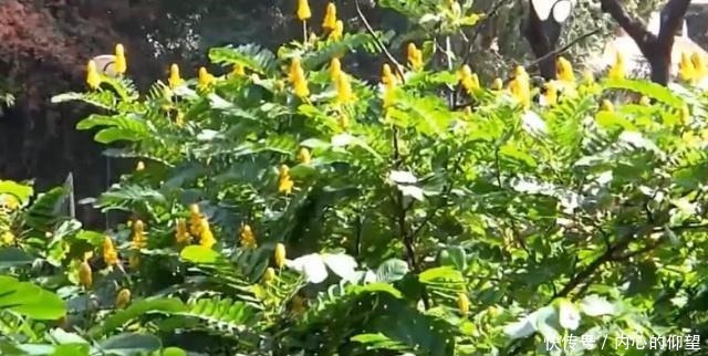 田間路邊的這種植物,果實(shí)酷似“花生” 老農(nóng)它有數(shù)百年的歷史!