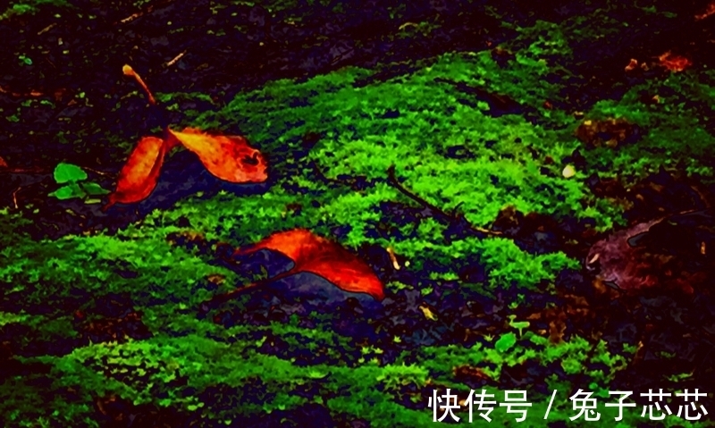 秋天|读两首唐诗,品古人笔下秋雨的韵味,感受那随心而动的凄情或美丽