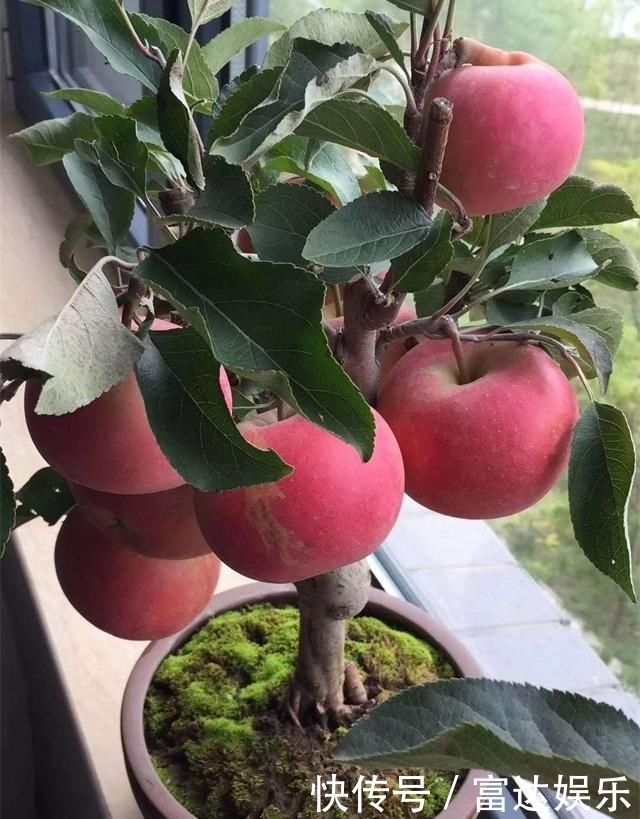 4种性价比超高的盆栽,既是盆景又是果树,少抽两包烟也要养一盆