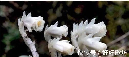 世界上长相最怪异的植物, 不仅长得像人也像各种动物