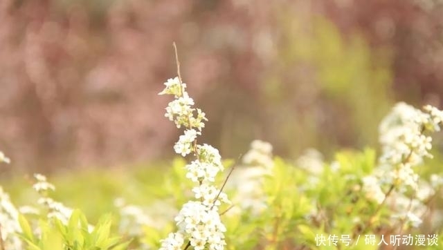 纪念泰戈尔:生如夏花之绚烂,死如秋叶之静美