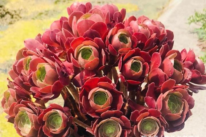 酒红色|多肉荷兰玫瑰法师和韶秀法师都能长成玫瑰状,你喜欢哪个品种呢?