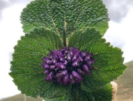 远看像紫苏，近看像钝边的布子，遇见是福气