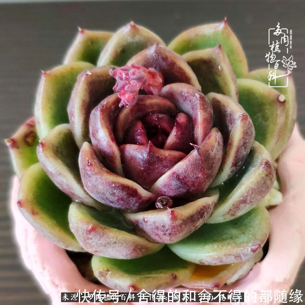 生活的本质就是爱,喜悦,和平!养多肉的快乐是金钱买不到的!