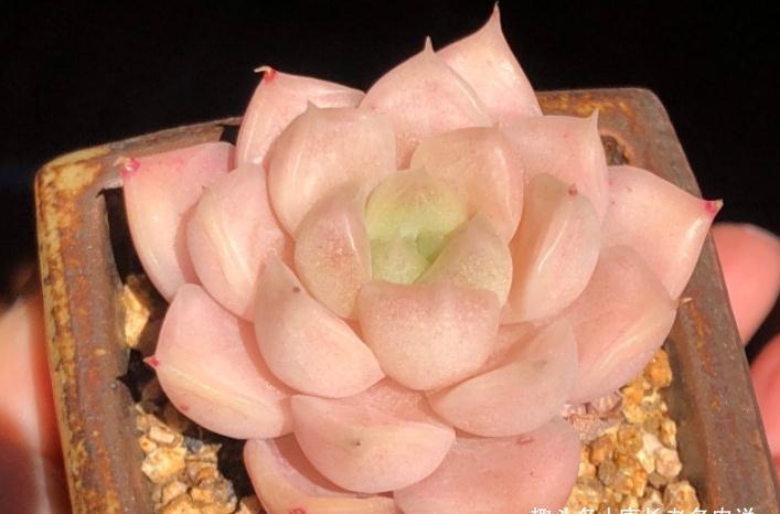 露台|多肉很迷人,一旦入坑就很难出去,除非碰到6种让人郁闷的状况