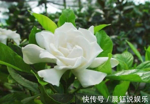 湿润|家养栀子花，关键在3点，不黄叶掉叶，年年开花，花开爆满盆！