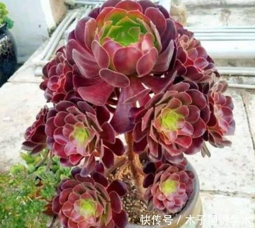 号称“巨无霸”的3种多肉，好养护易群生，小半年长成脸盆大