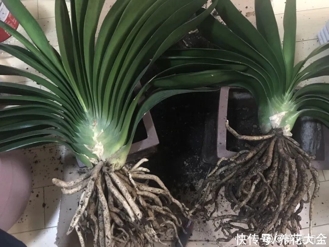 花出现7种情况，必须换盆，否则花活不过春天