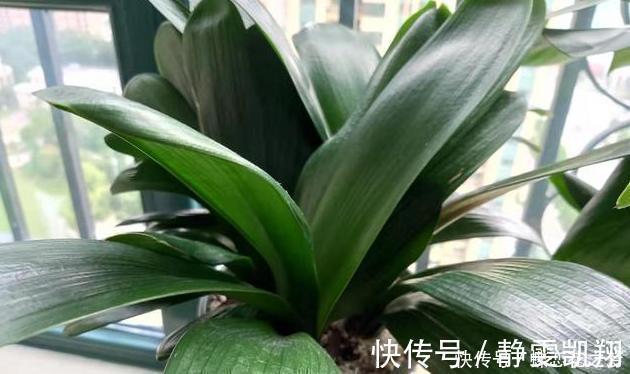 花期到了不开花用上1种“白粉末”，早晚浇一点，花多到压弯枝