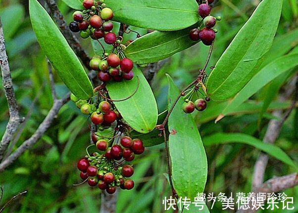 土党参|2种植物,若你在山上遇见,别犹豫,赶紧采挖带回家,可遇不可求