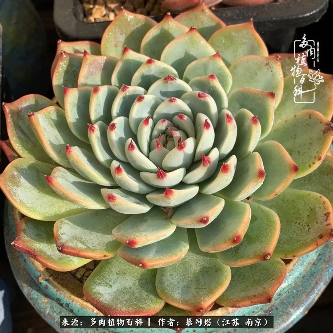 当多肉小白磕上吉娃娃!把自己都要美哭了!