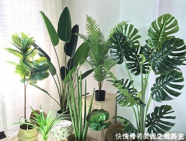 上当|6种耐阴花,养了“不上当”,室内百搭盆栽,摆在角落也爆盆!