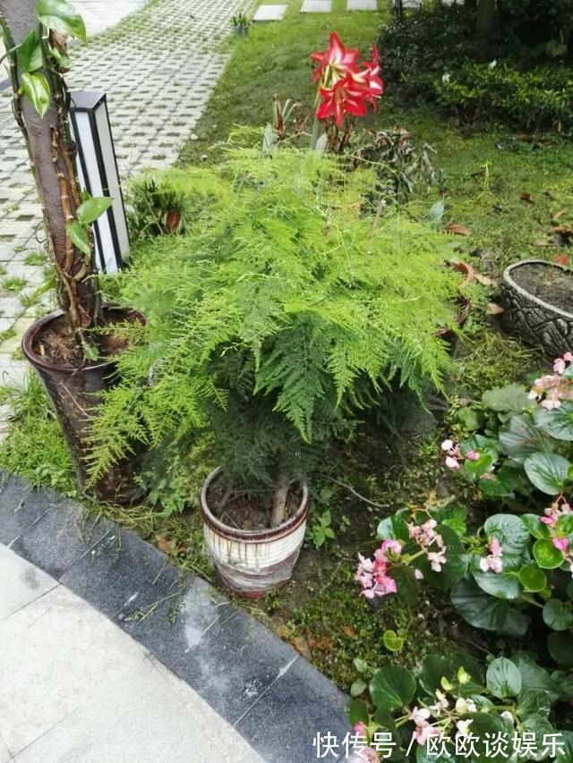 茶叶水、淘米水，多做1步浇花，肥效超高，养花特好