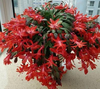 蟹爪兰叶薄不开花1个“小方法”，叶片肥厚，花朵开满盆！