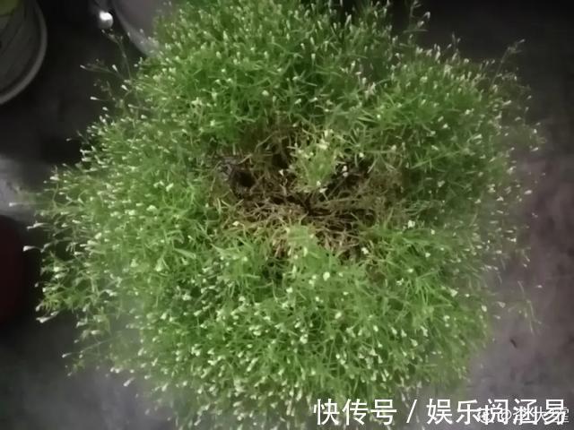 10种不能淋雨的花,淋完雨就死,盆栽养花注意事项
