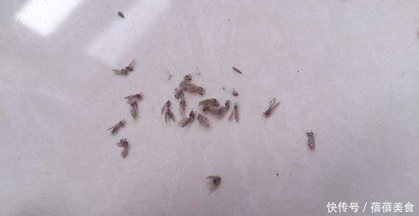 小飞虫|花盆满是小飞虫?不是大事,花盆撒把它,小虫死翘翘
