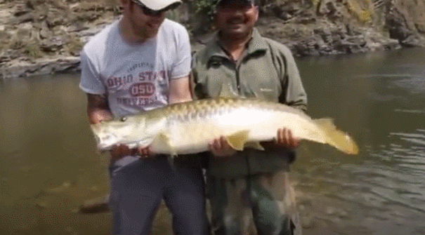 鲤鱼|长得像金黄色的鲤鱼,但鱼鳞片比较粗大,认出是什么鱼不?