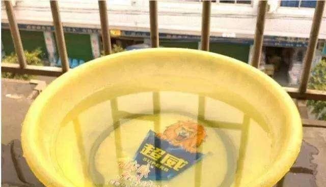 烂根|6月天浇花,就怕做错“3件事”,黄叶、烂根多,真是浇一盆死一盆