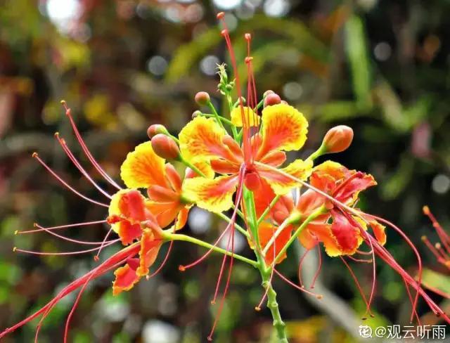 想要家里四季花开，这20种花，连续能开300天，完全不歇气