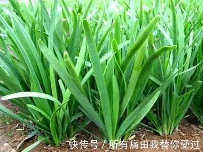 韭菜要想长的壮，掌握这2个小技巧，韭菜一茬更比一茬旺！