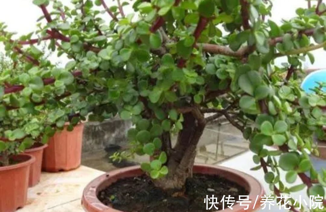 根系|养金枝玉叶，做好4关键养护，植株成形快