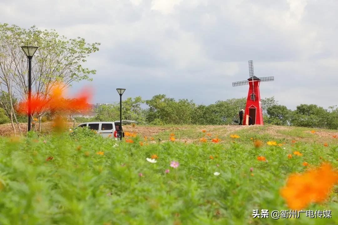 孔子花田|风车、花海、绿皮小火车……衢州这块家门口的网红打卡地宛若宫崎骏漫画！