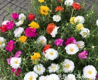 农历九月二十三霜降后,养什么花?以下3种花,福临小院四季常安