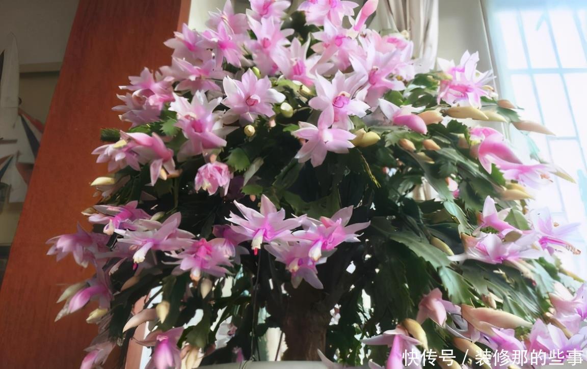 油烟机废油入土前需要做哪些处理,为养花人,该早点知道