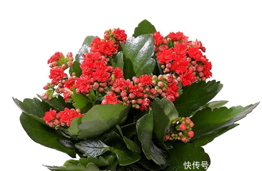 肥料|单位刘大爷养了一辈子花,从不施肥,把它埋盆里,比肥料还管用