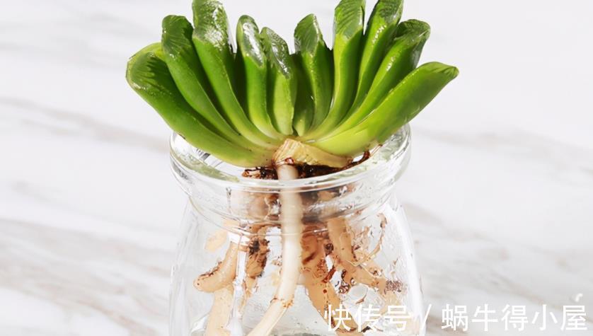 土培|水培养多肉该注意的地方