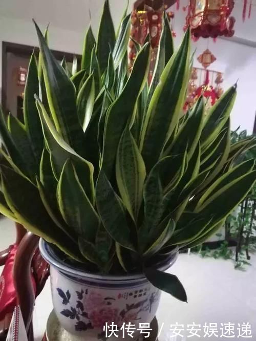 植物|懂养生的人,卧室常养此“5种花”,身心舒畅,好养好看