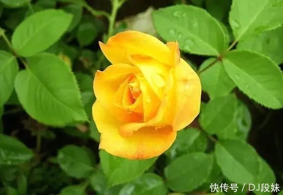 盘点容易混淆的黄花月季品种，能分清其中五个，你就是养花大神