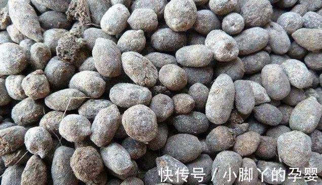 什么淘米水黄豆水都不如3种水,1个月浇2次,啥花都喜欢