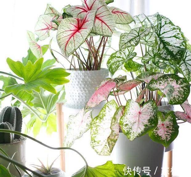 叶片|7种健康花，建议至少养一盆，格调高净化能力强，很实用