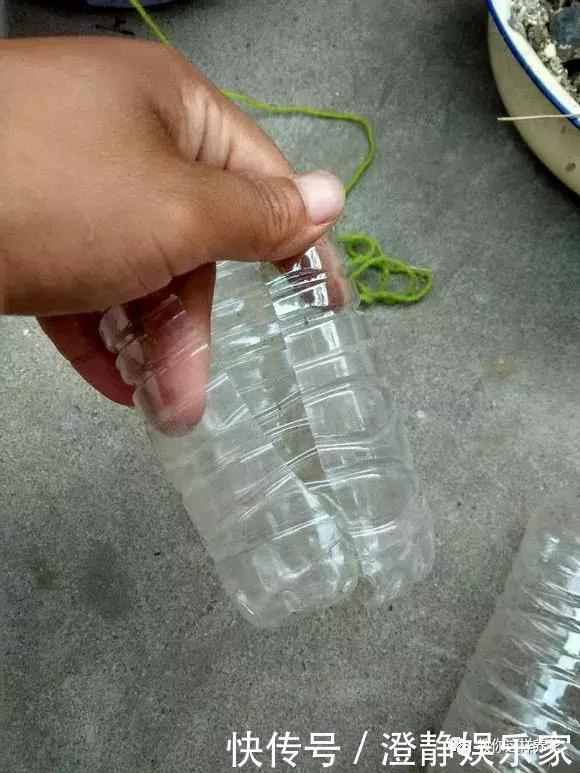 枝条|1个塑料瓶套在无花果枝条上，10天就生根，当年就结50多颗果