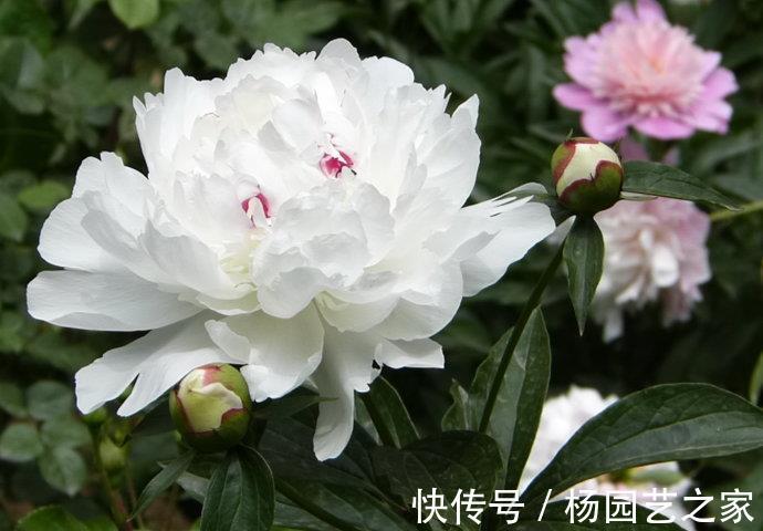 芍药|6种漂亮花,花比拳头大,家里养一棵,富贵自然来