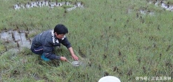 南方稻田里的“土燕窝”,老外也把它当高端菜,现在是土豪专属