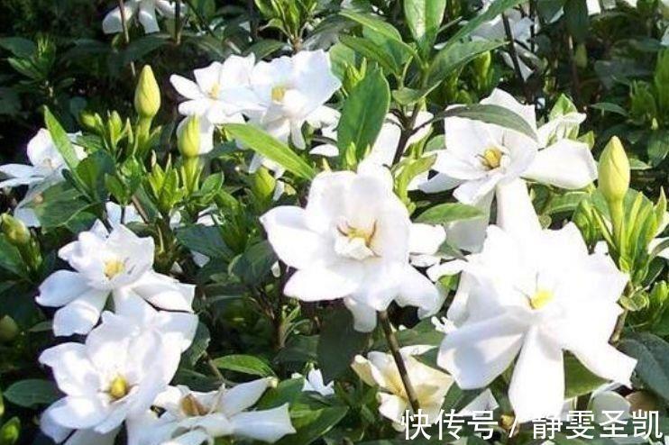 几款花卉花期长易打理,婀娜多姿,漂亮高贵优雅,对待新手很友好